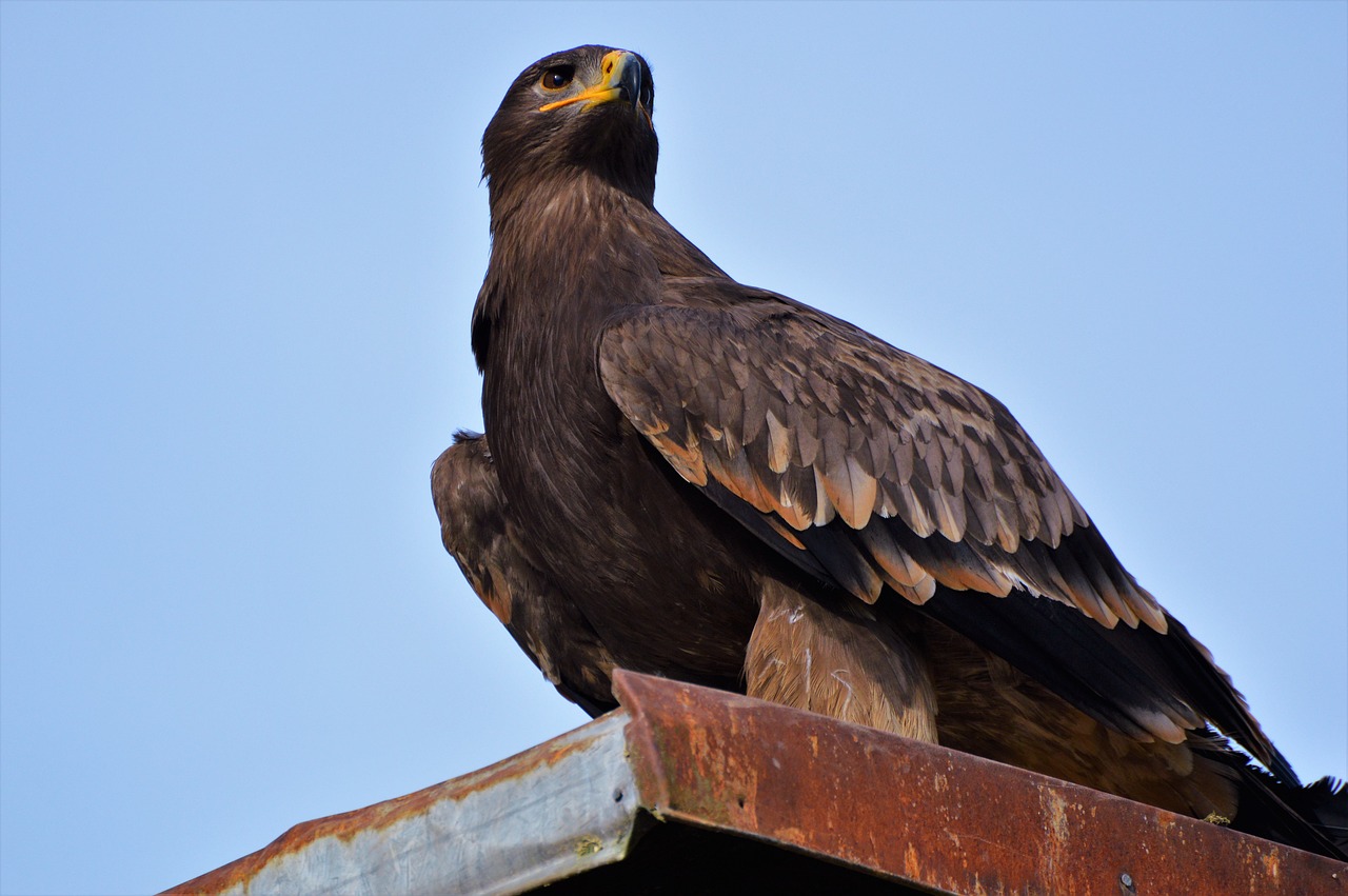 adler bird of prey raptor free photo