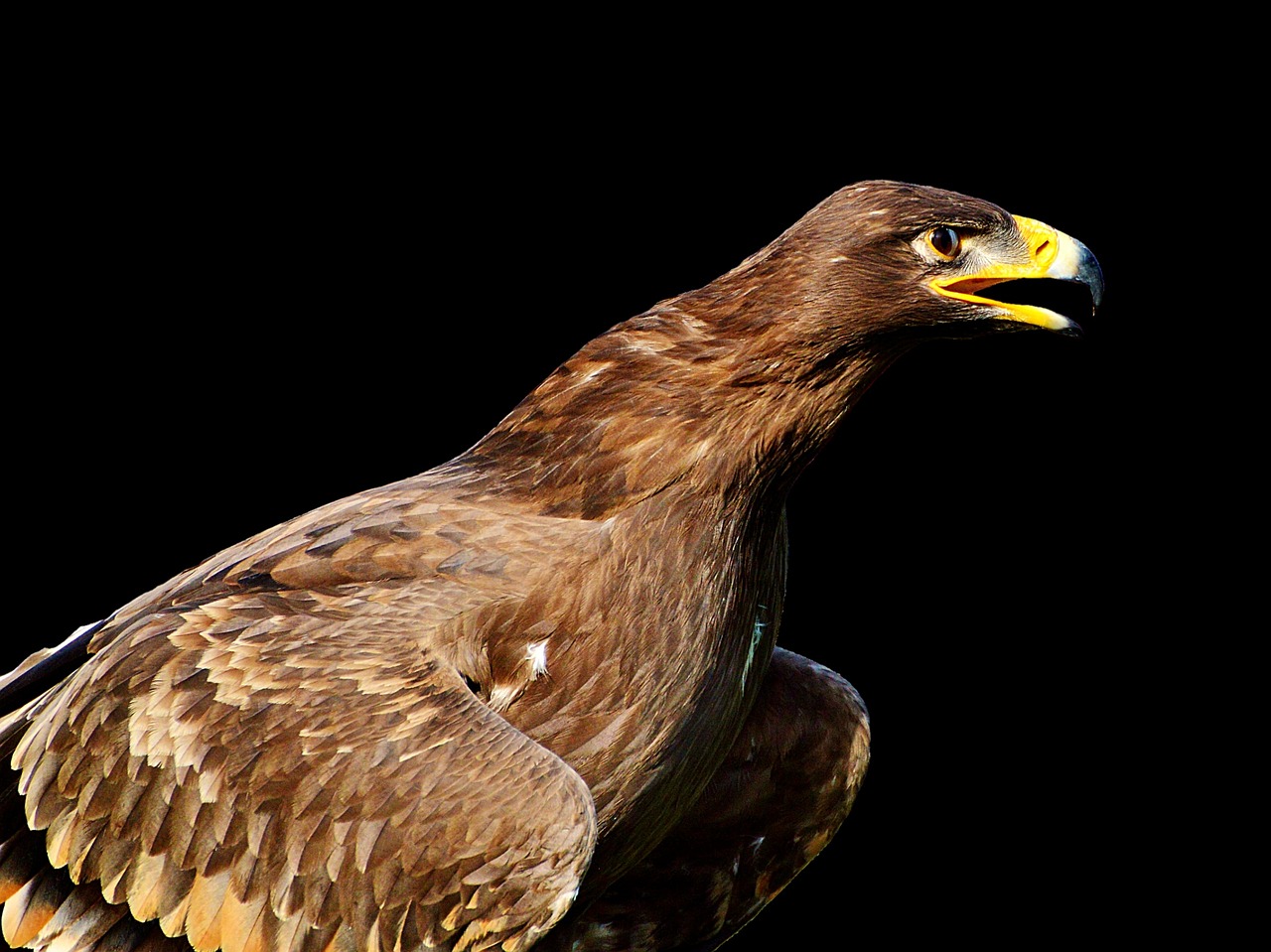 adler bird of prey raptor free photo