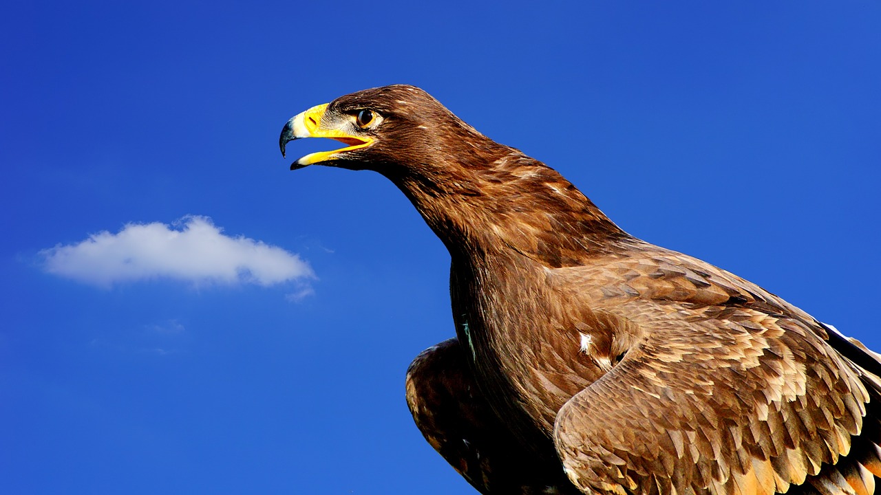 adler bird of prey raptor free photo