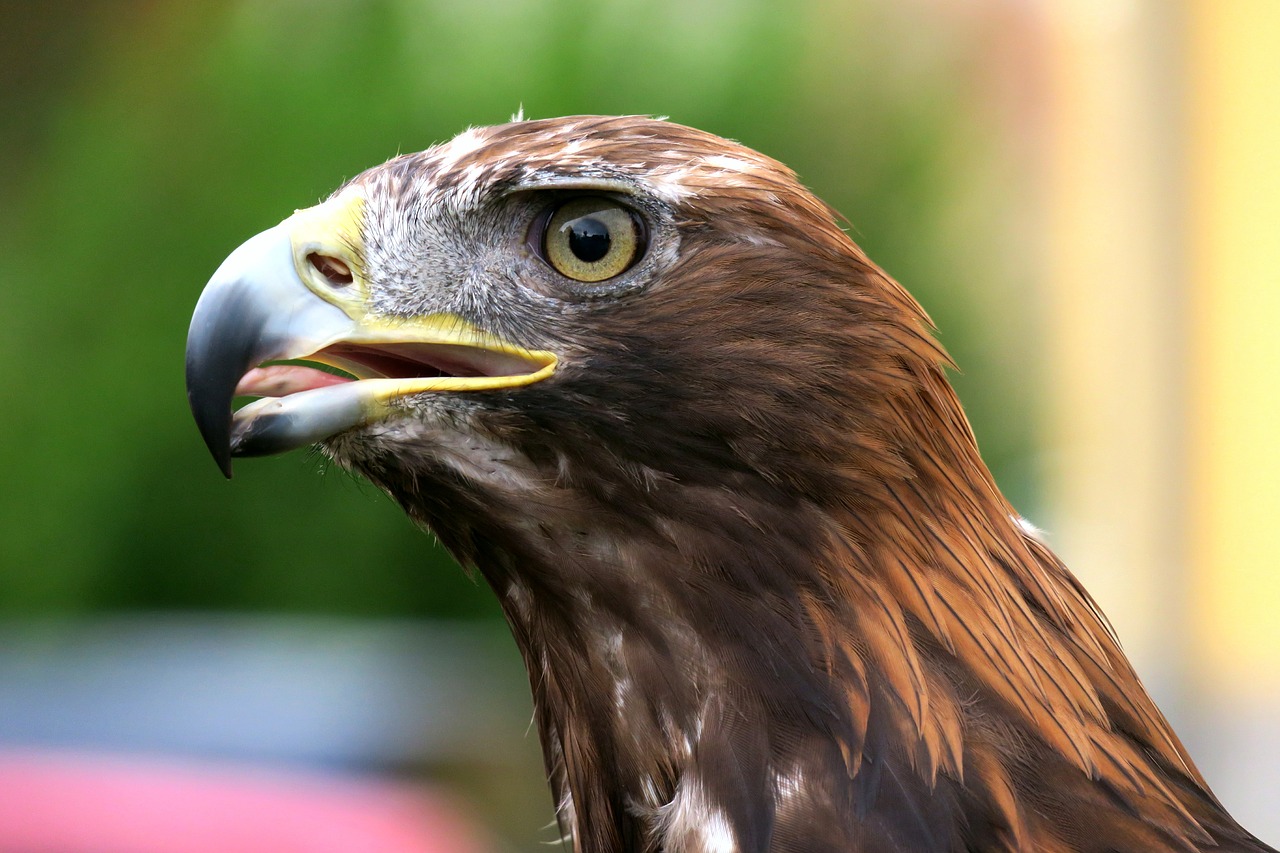 adler golden eagle raptor free photo