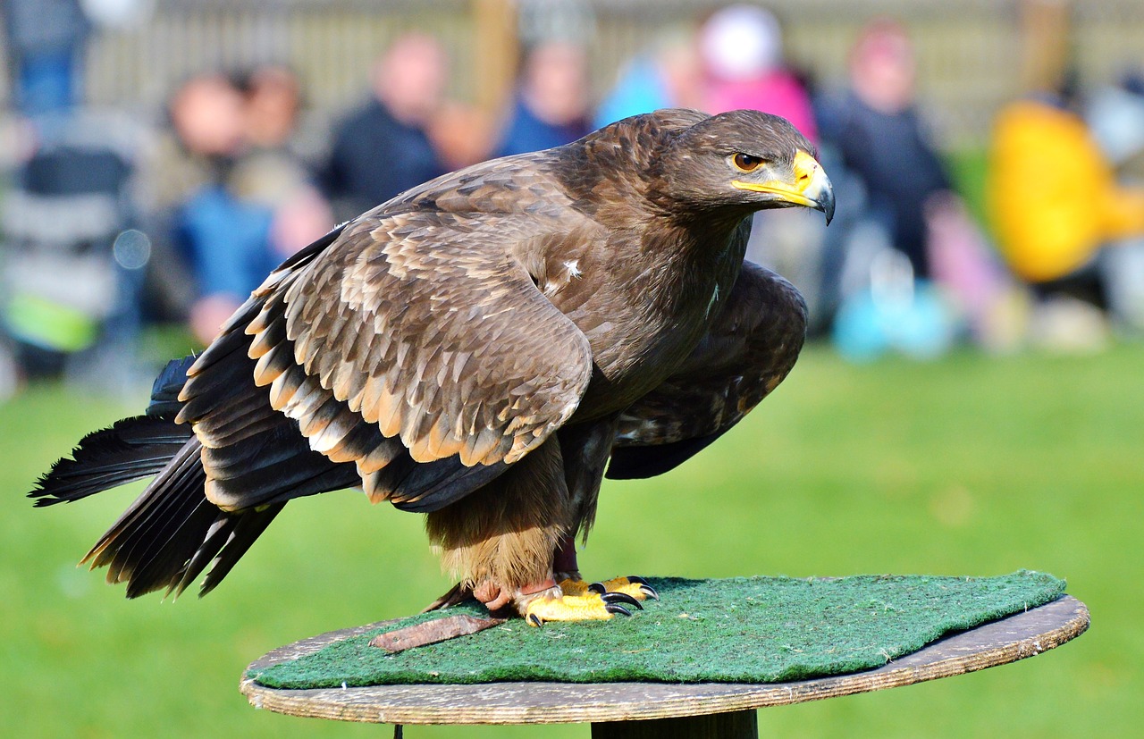 adler bird of prey raptor free photo