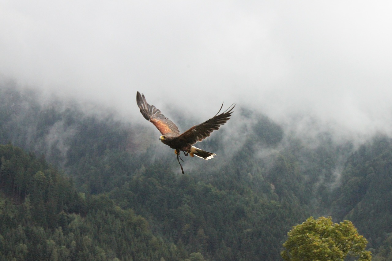 adler fog raptor free photo