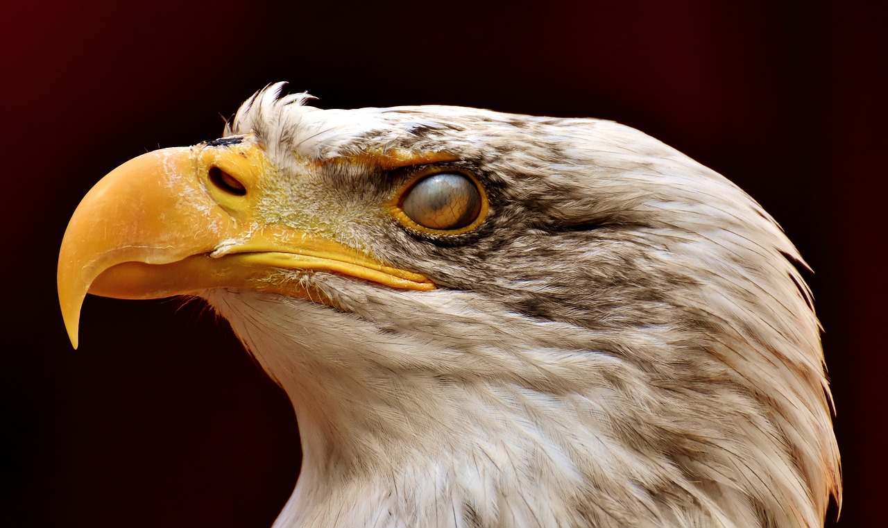 adler  bald eagle  eyelid free photo