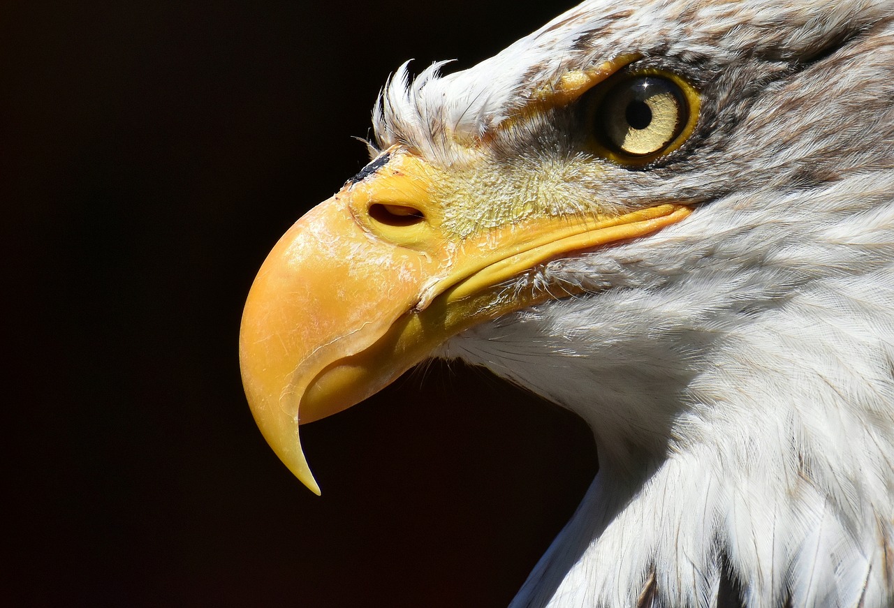 adler  bald eagle  bird free photo