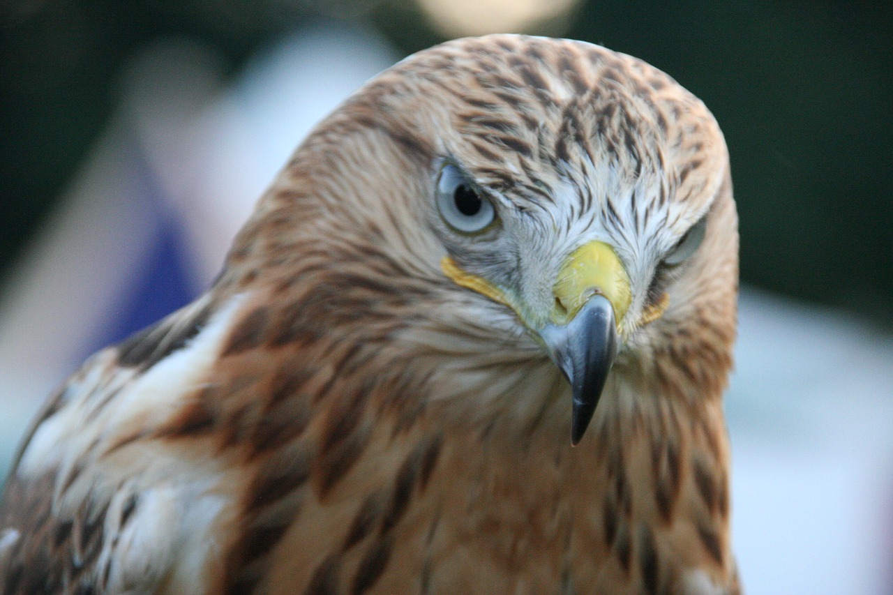 adler  raptor  bird of prey free photo