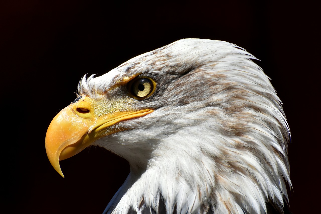 adler  bald eagle  bird free photo