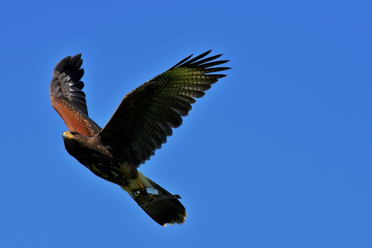 adler  raptor  bird of prey free photo