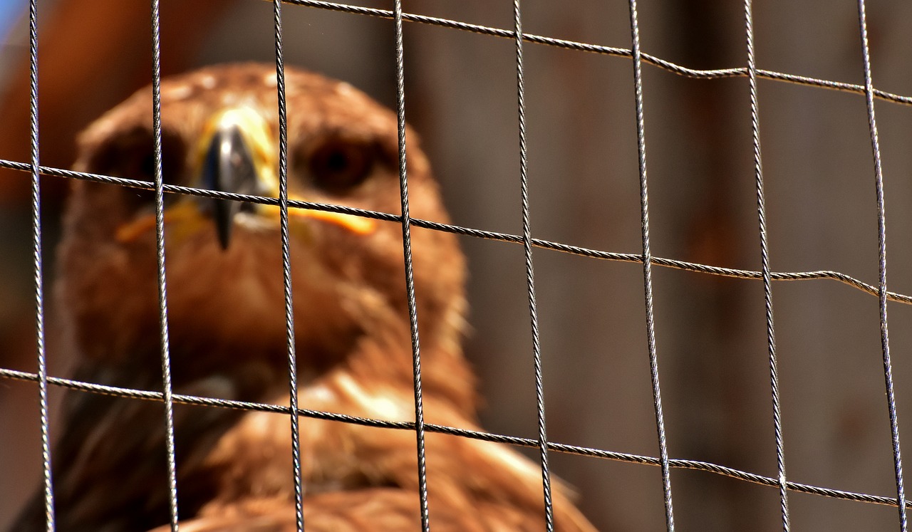 adler  raptor  aviary free photo