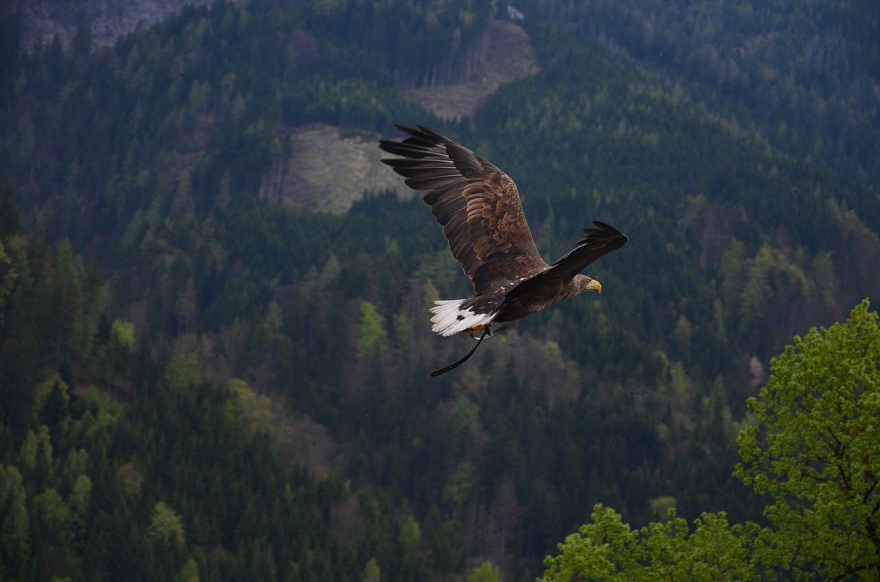 adler bird bird of prey free photo