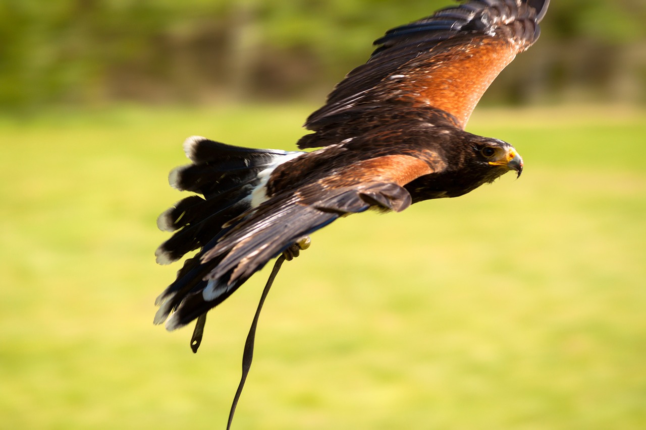 adler russian steppe eagle raptor free photo