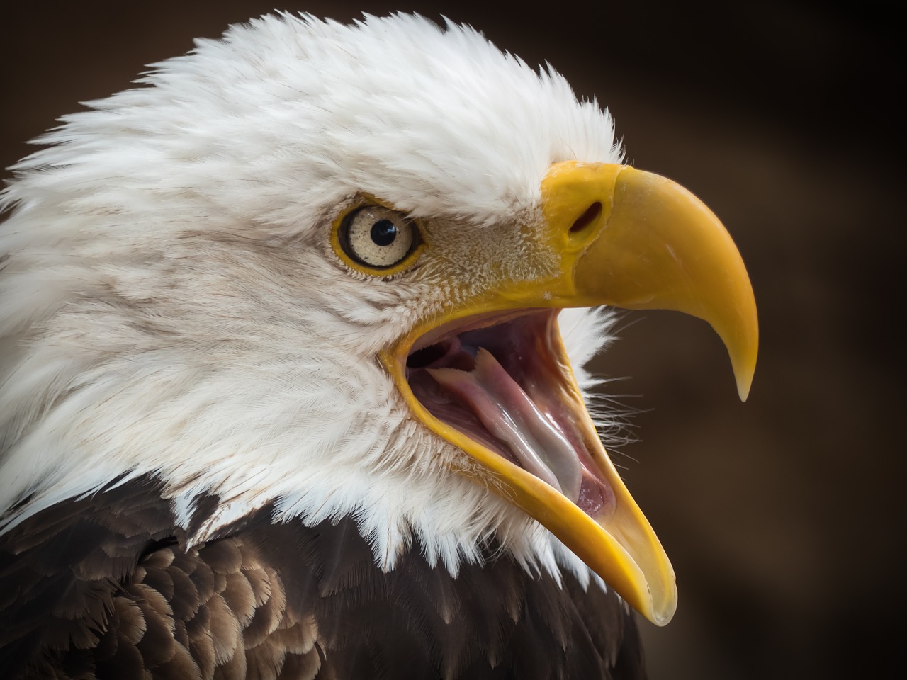 adler  white tailed eagle  raptor free photo