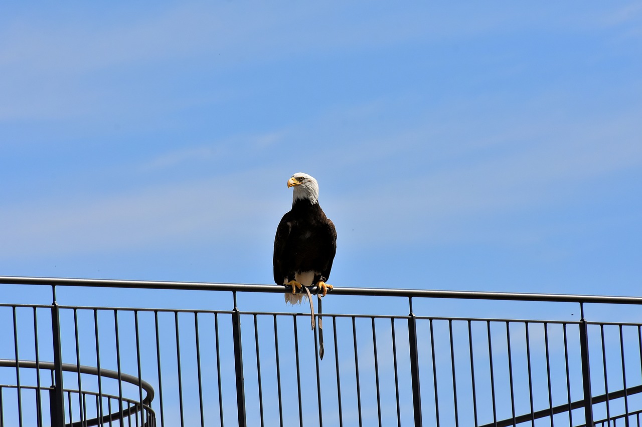 adler  bald eagle  sit free photo