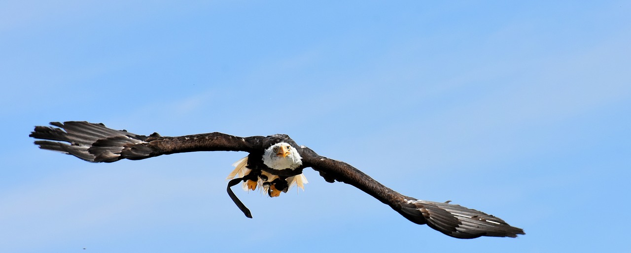 adler  bald eagle  flying free photo