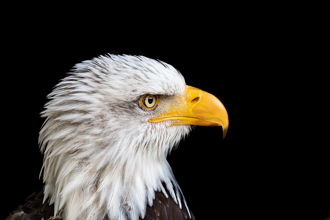 adler  bald eagle  bird free photo