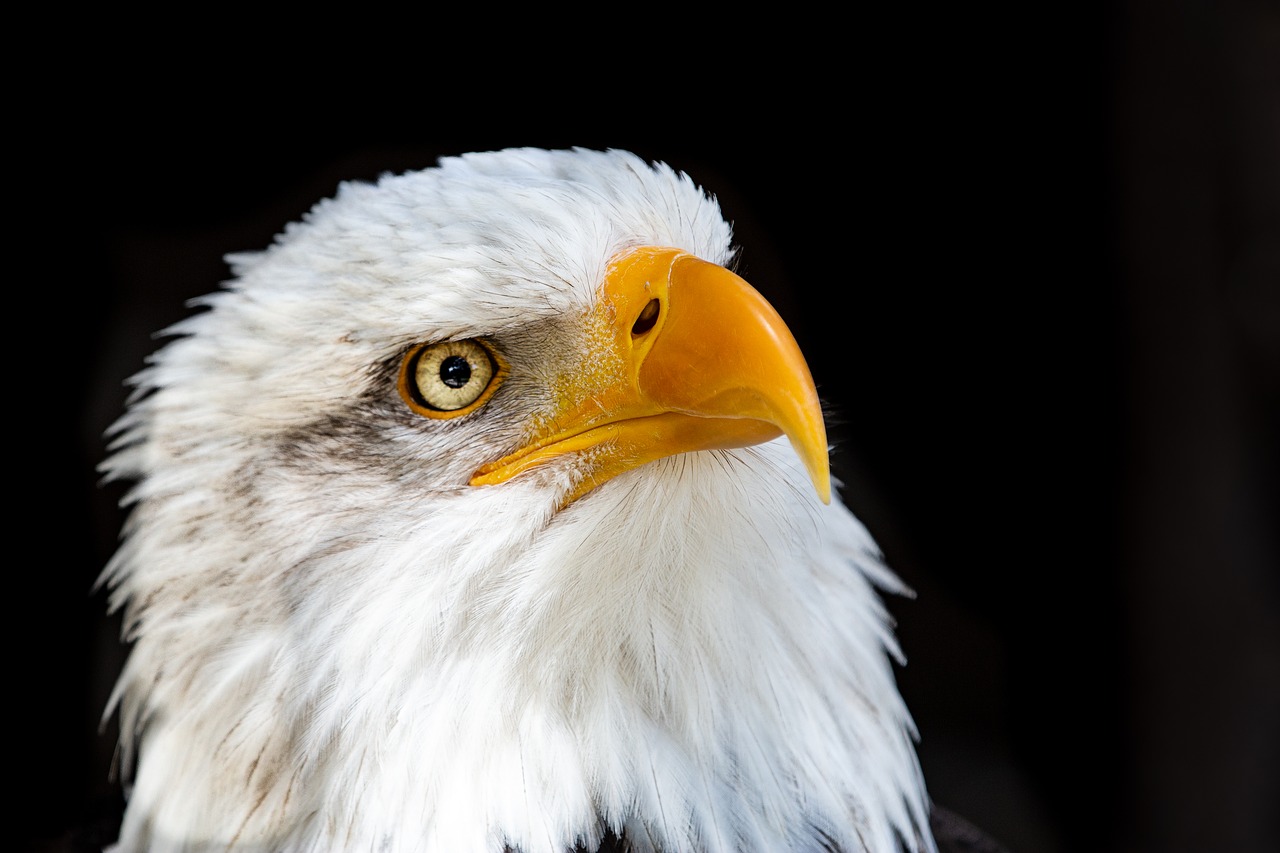 adler  raptor  bald eagle free photo