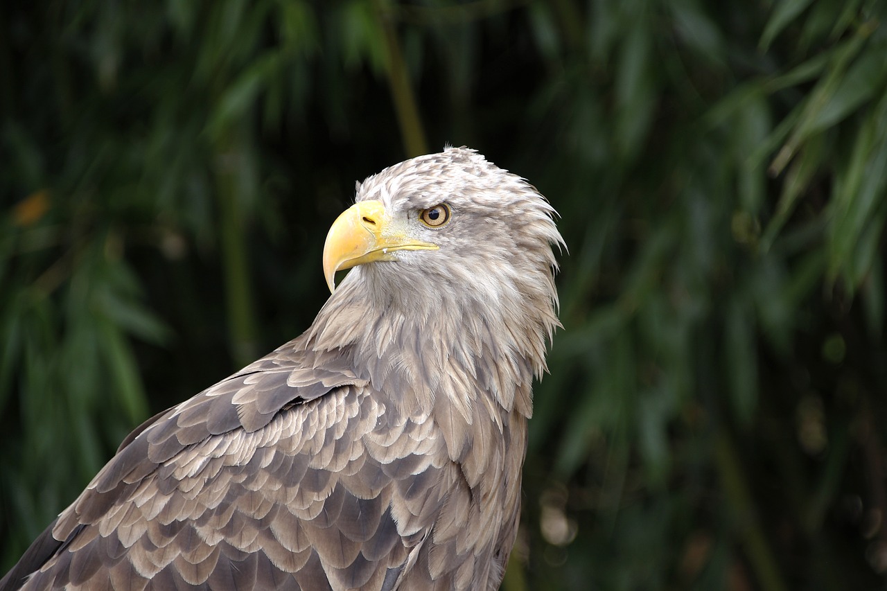 adler  bird  pride free photo