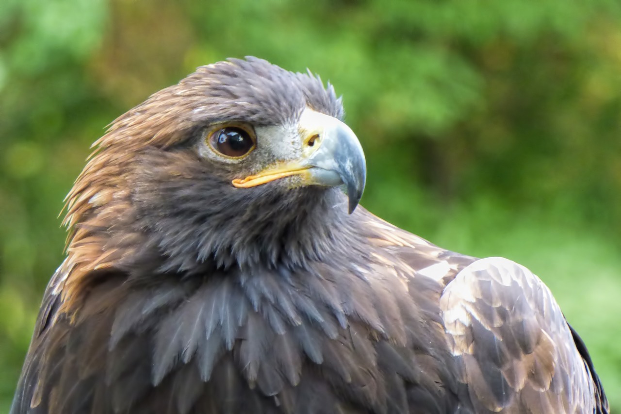 adler  bird  bird of prey free photo