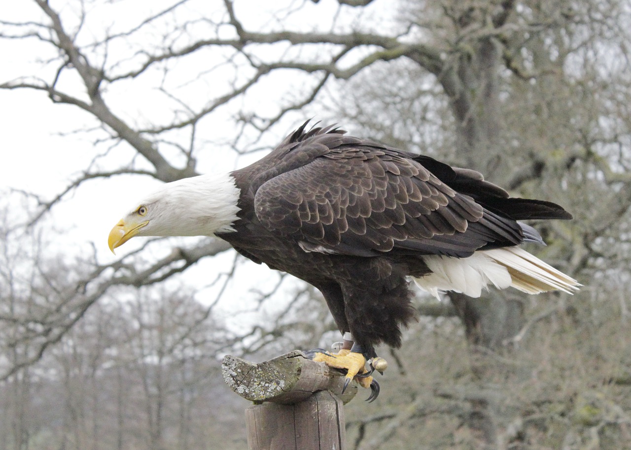 adler  bird  bird of prey free photo