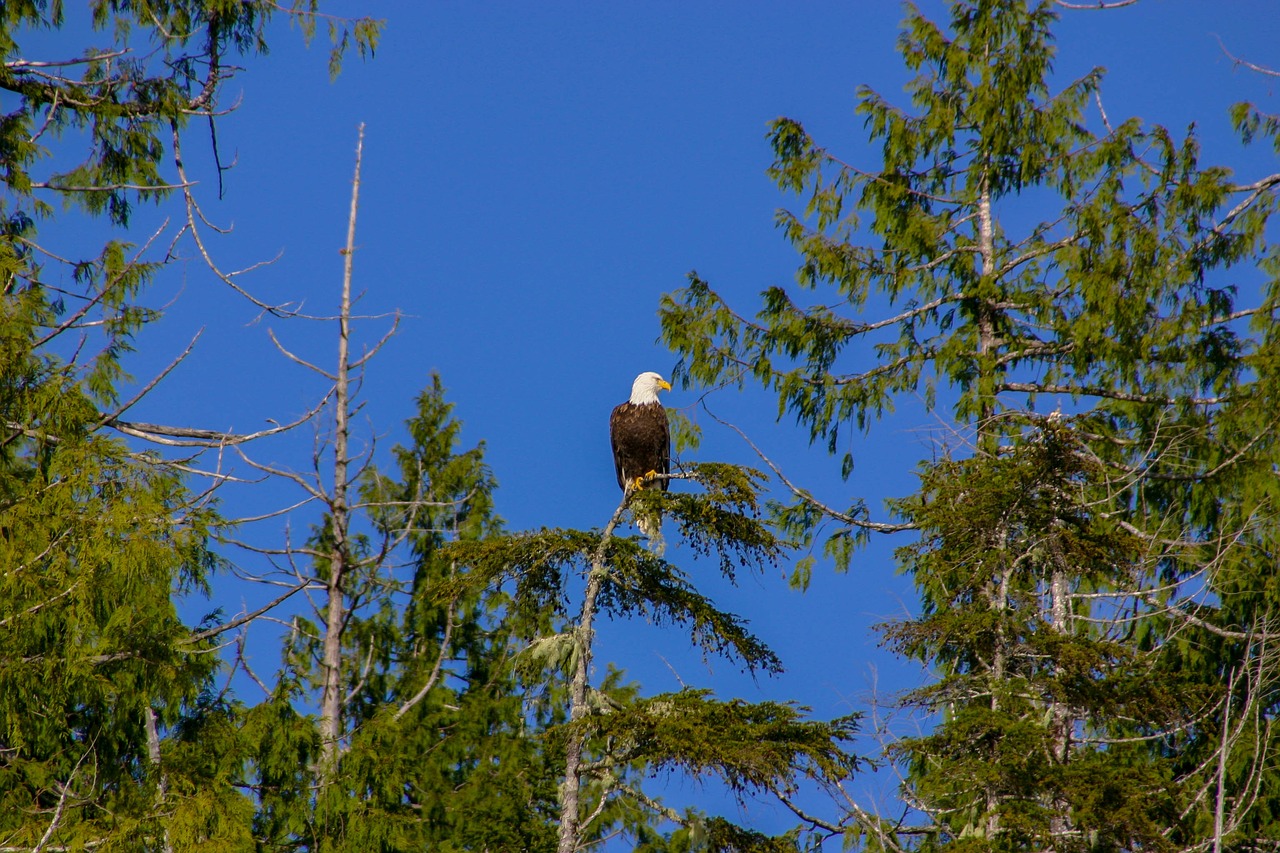 adler  white tailed eagle  canada free photo