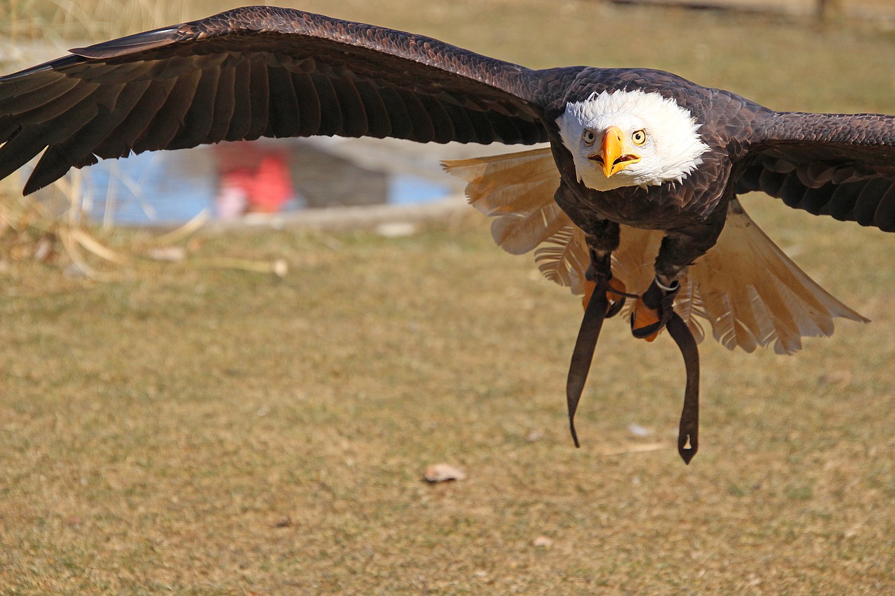 adler  bird  predator free photo