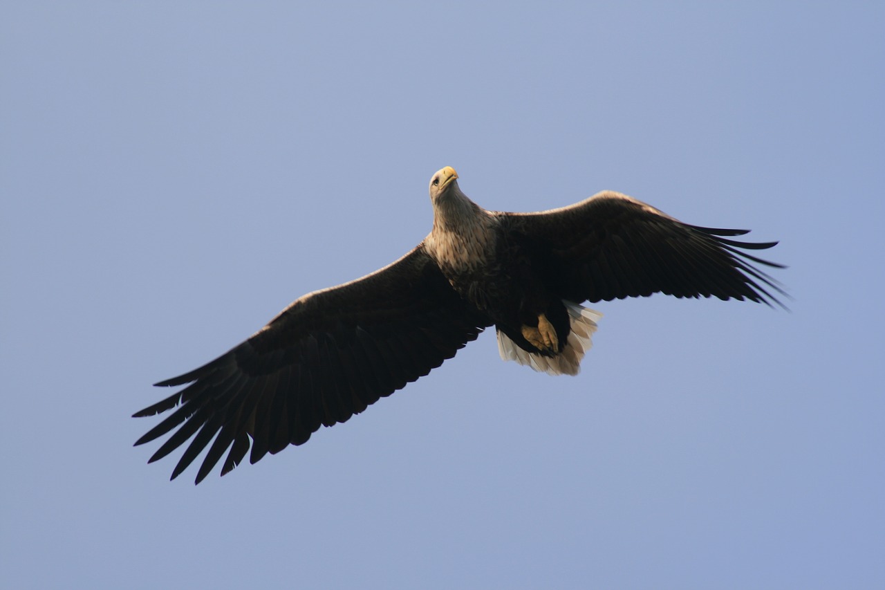 adler  bird  raptor free photo