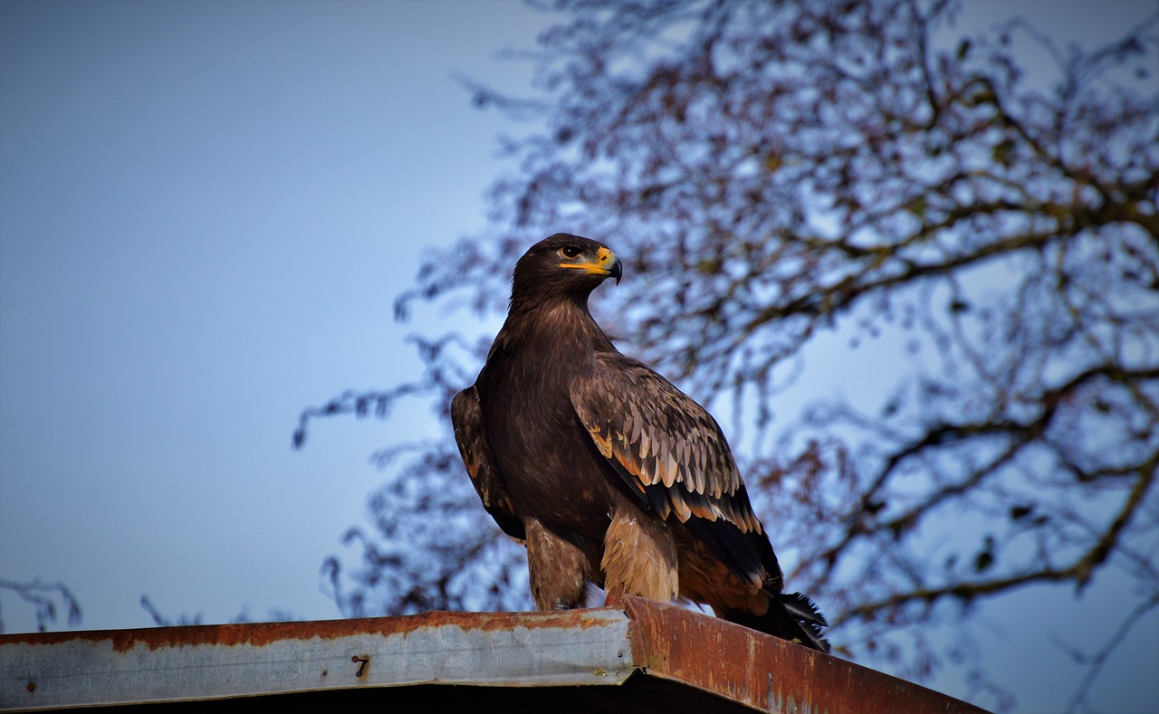 adler  bird of prey  raptor free photo