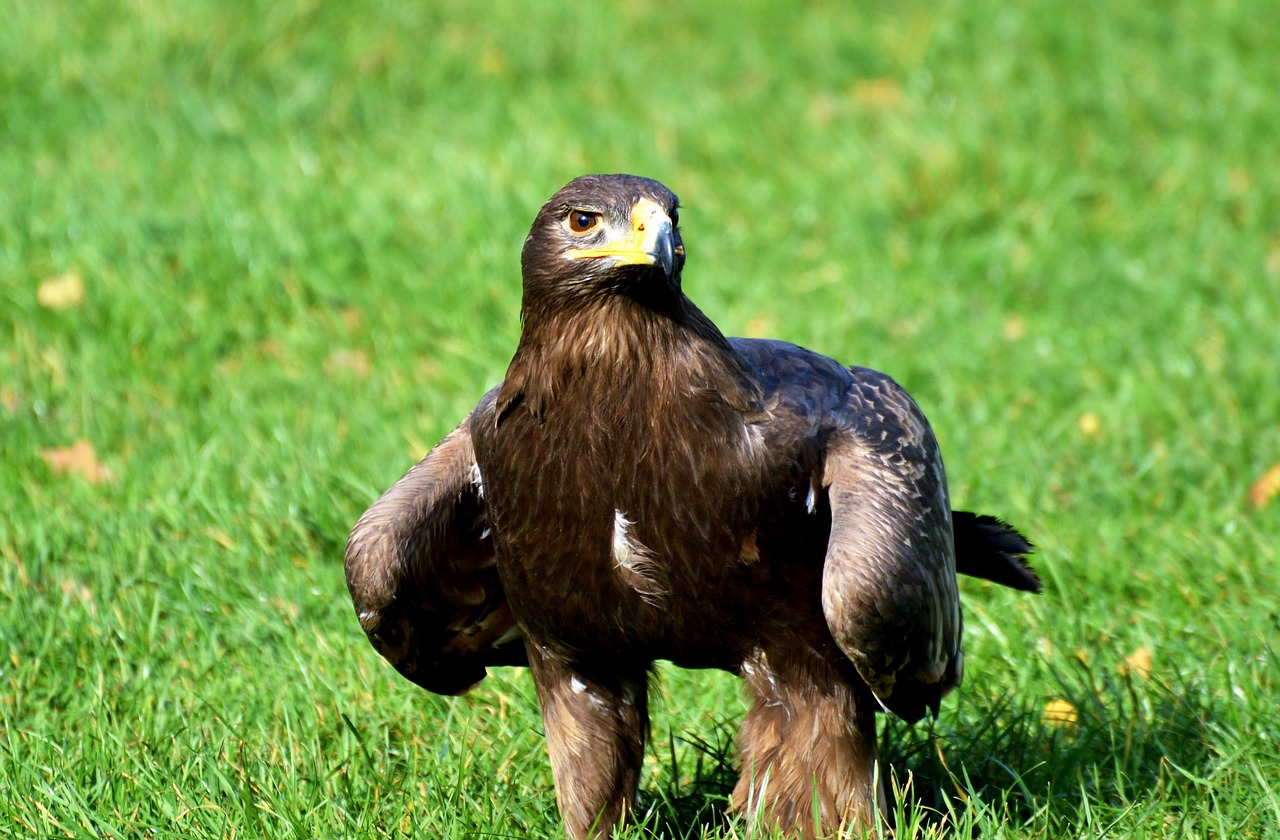 adler  bird of prey  raptor free photo