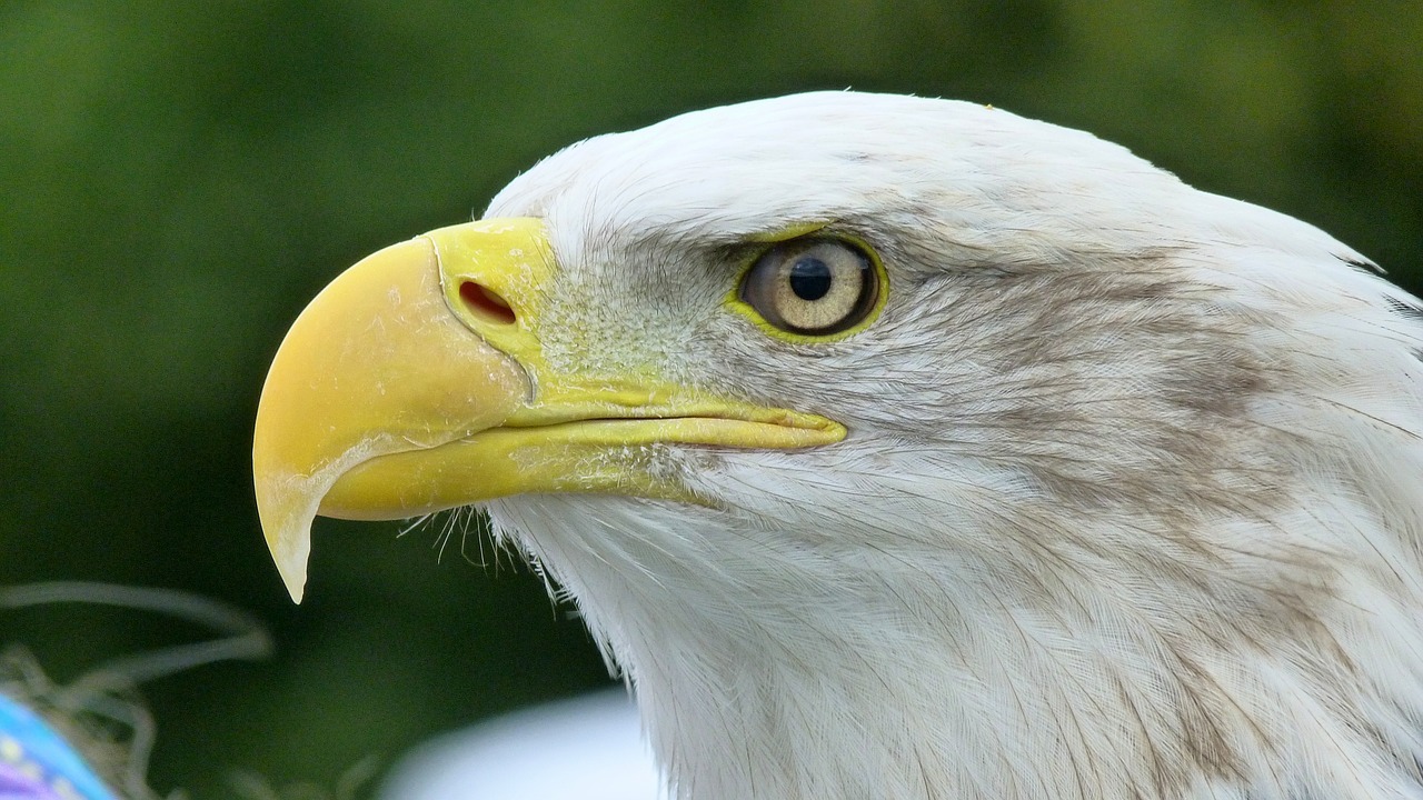 adler white tailed eagle bald eagle free photo