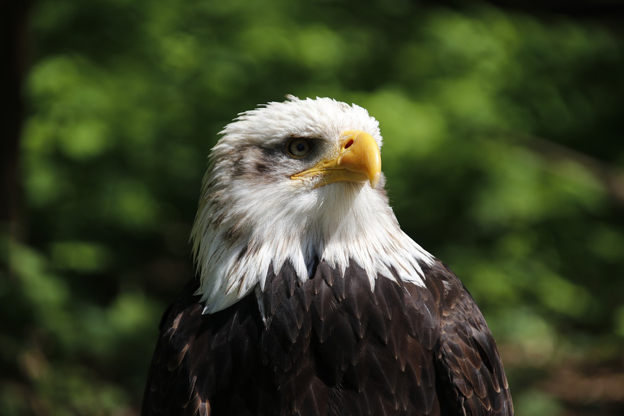 adler  raptor  bird free photo