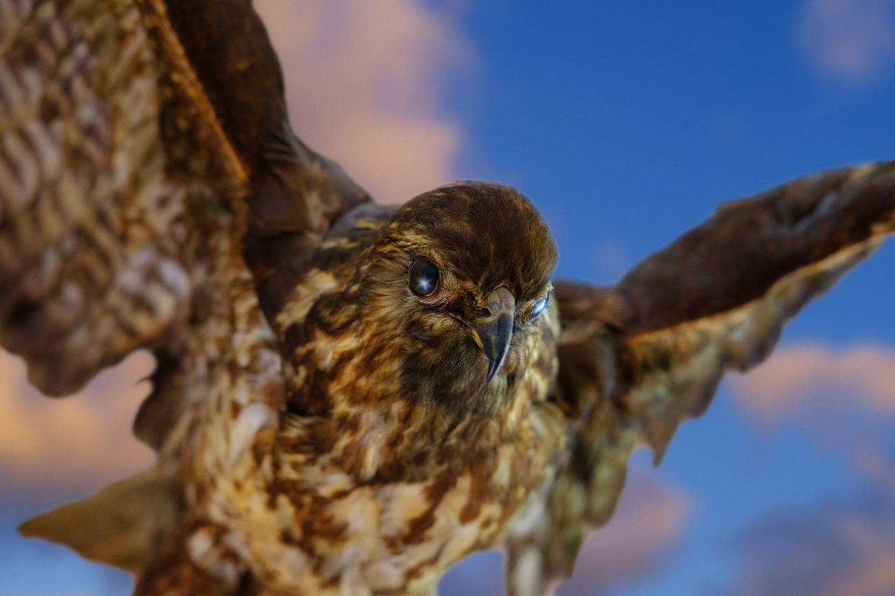 adler  falcon  hawk free photo