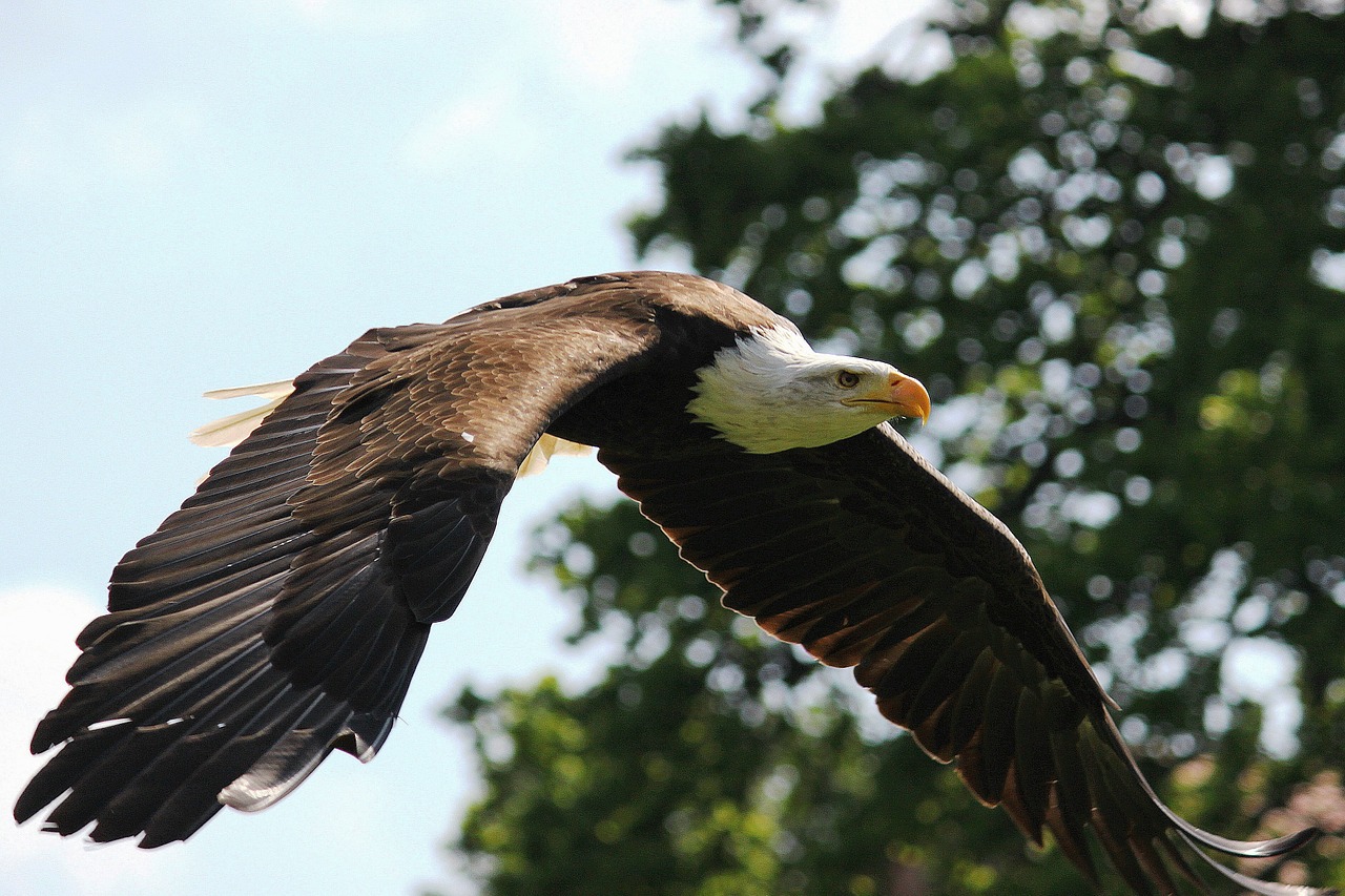 adler bald eagle flight free photo