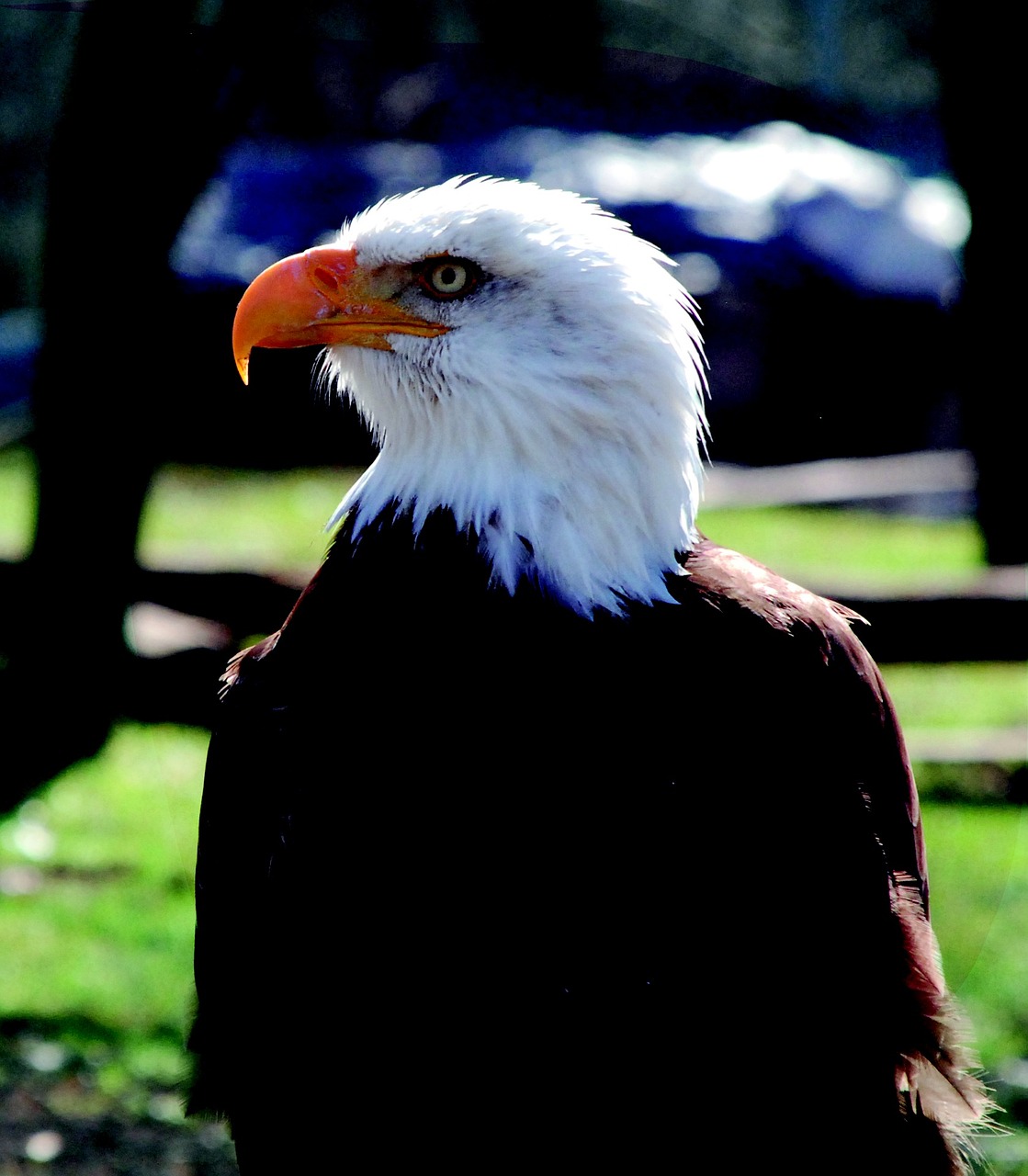 adler zoo bird of prey free photo