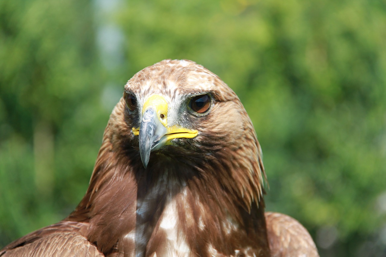 adler raptor bird of prey free photo