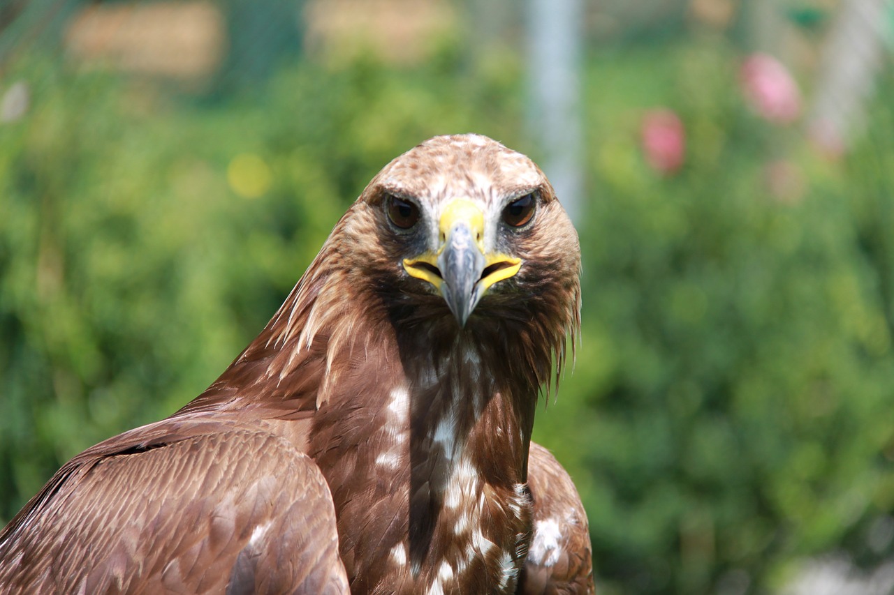 adler raptor bird of prey free photo