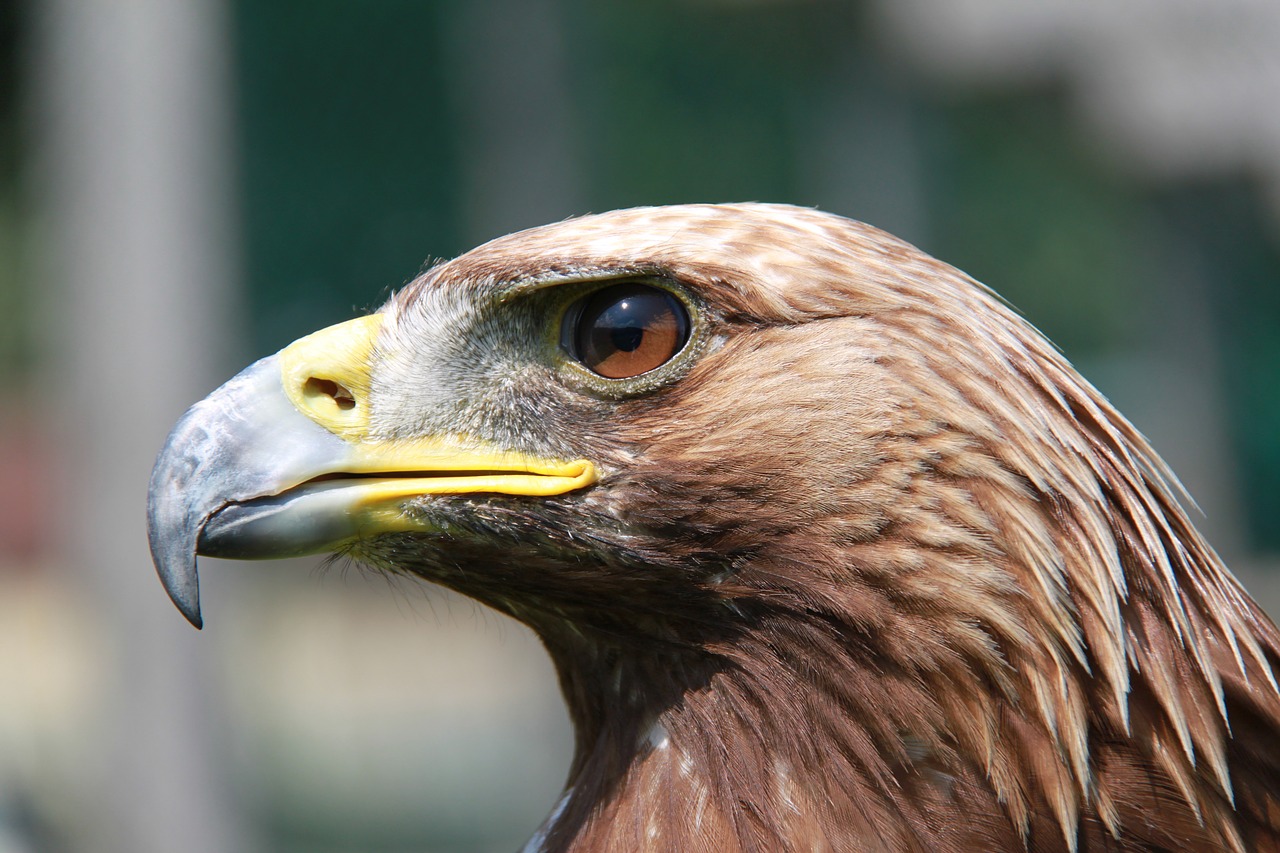 adler raptor bird of prey free photo