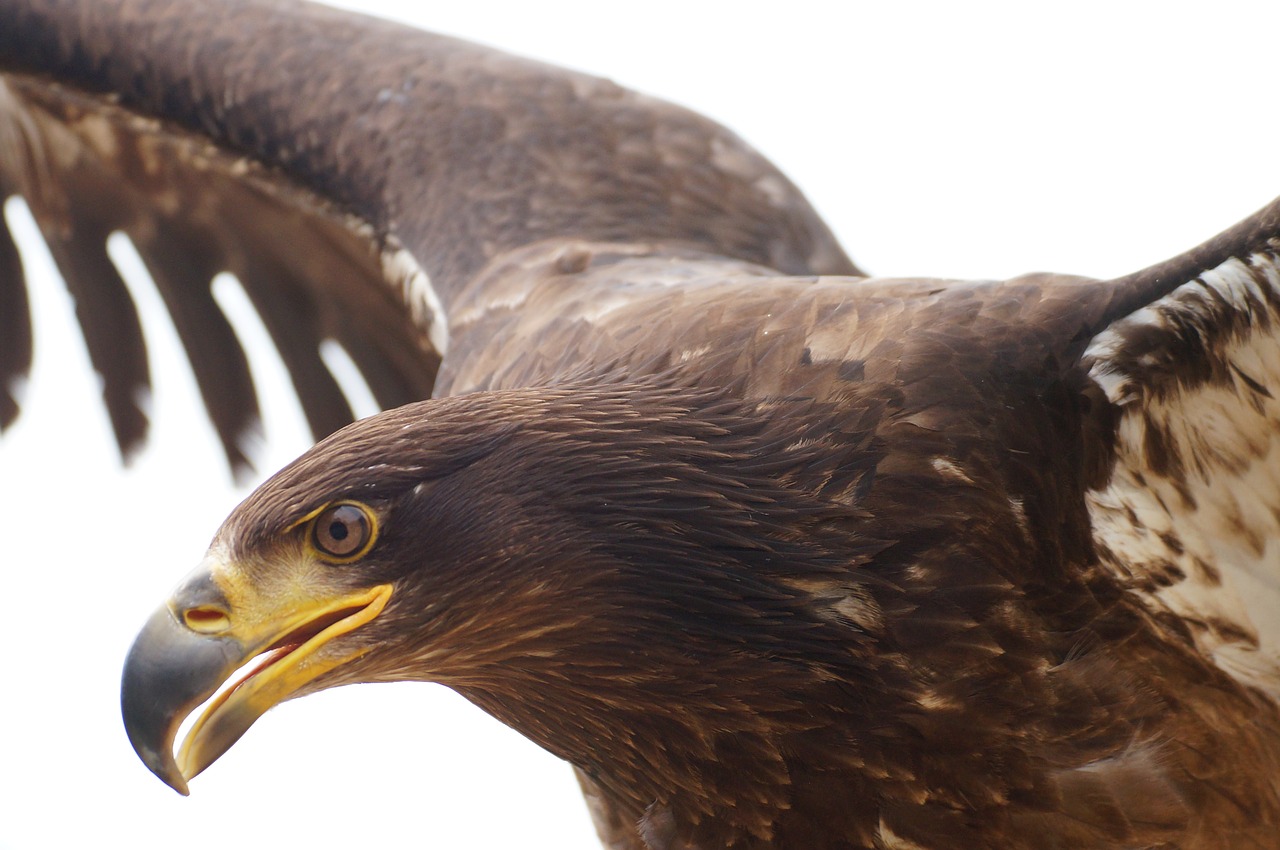 adler raptor flies free photo