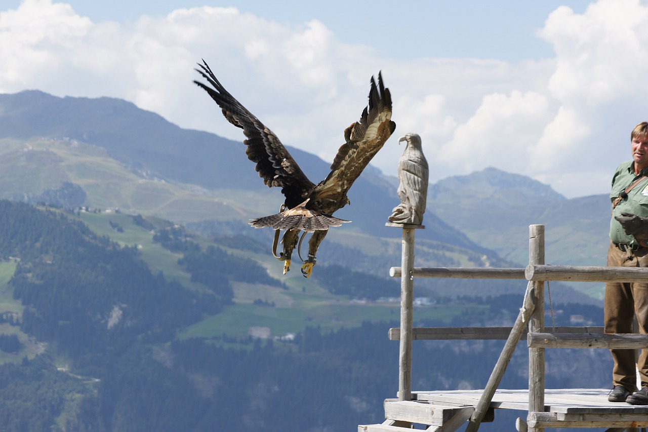 adler flight raptor free photo