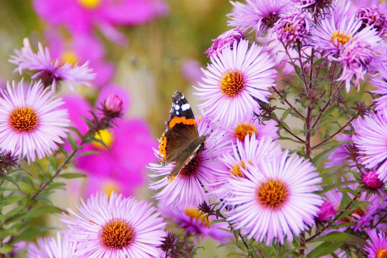 admiral butterfly flowers free photo