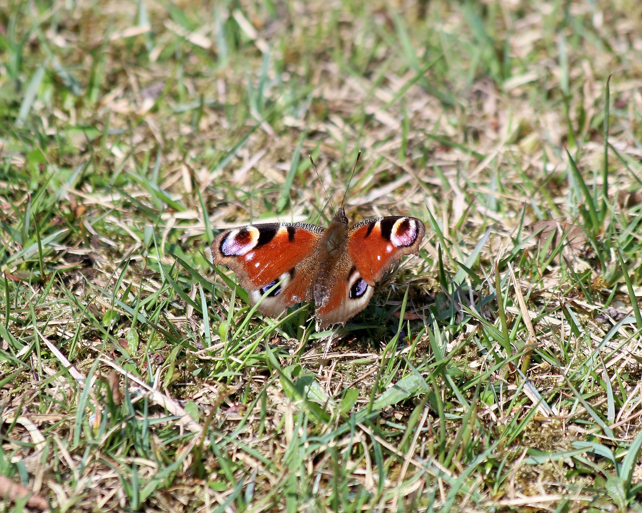 admiral butterfly new forest free photo