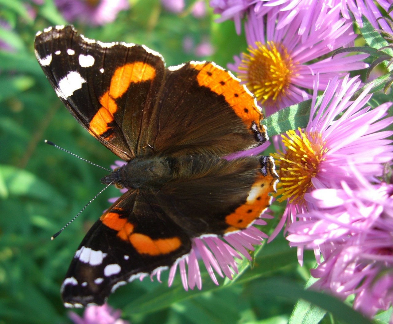 admiral butterfly on flowers free photo