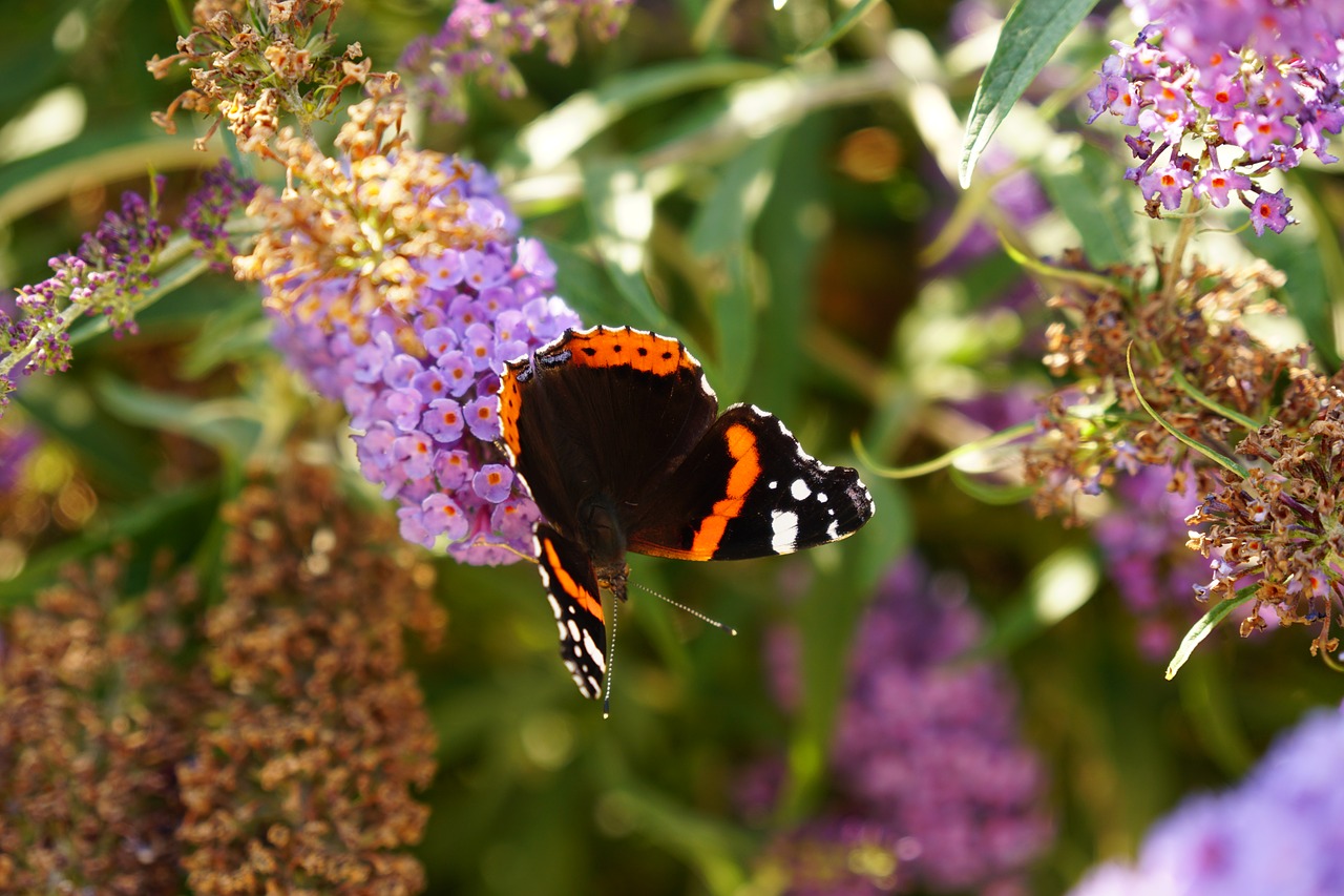 admiral butterfly lilac free photo