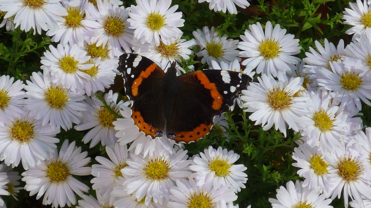 admiral butterfly days butterfly free photo