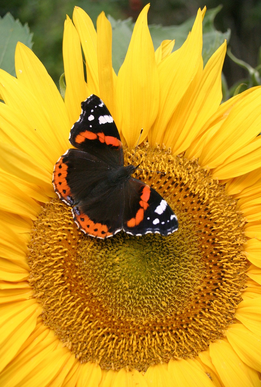 admiral  sunflower  yellow free photo