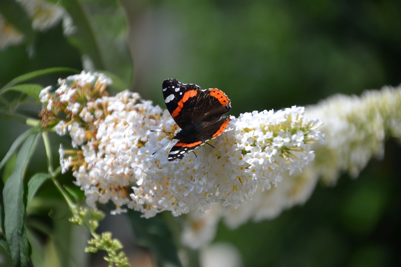 admiral  butterfly  nature free photo