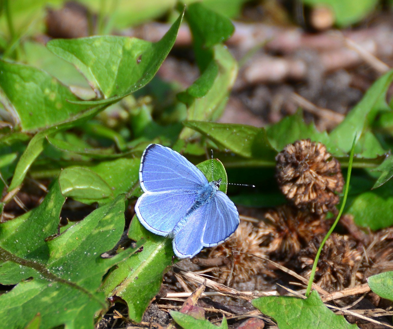 adonis blue butterflies butterfly free photo