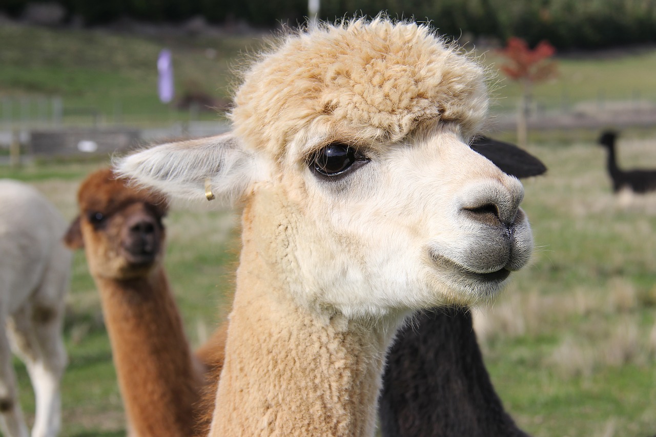 adorable lamb alpacas free photo