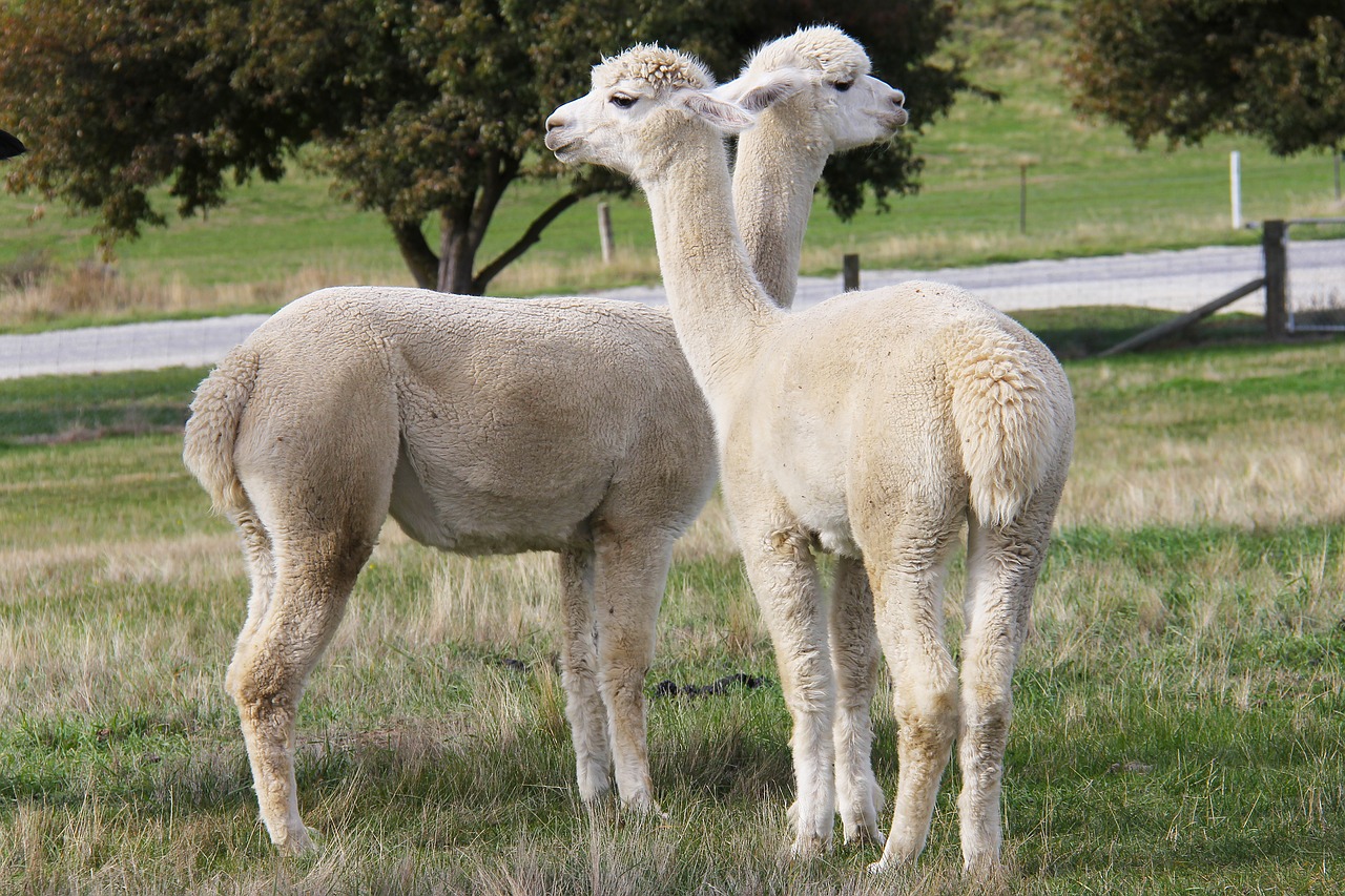 adorable lamb alpacas free photo