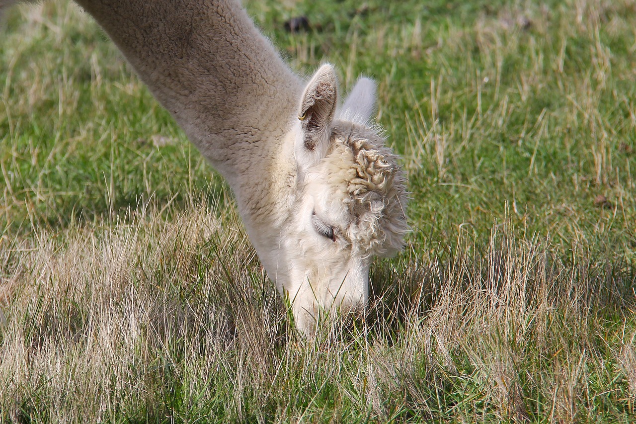 adorable lamb alpaca free photo