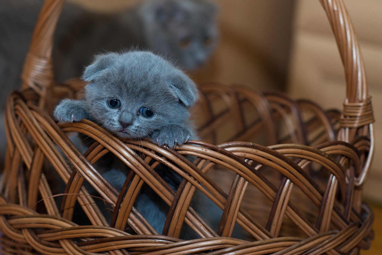 adorable animal basket free photo