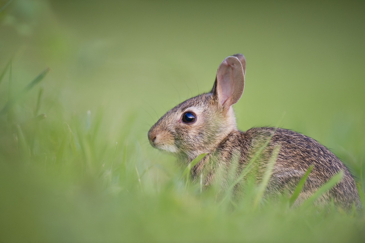 adorable animal bunny free photo